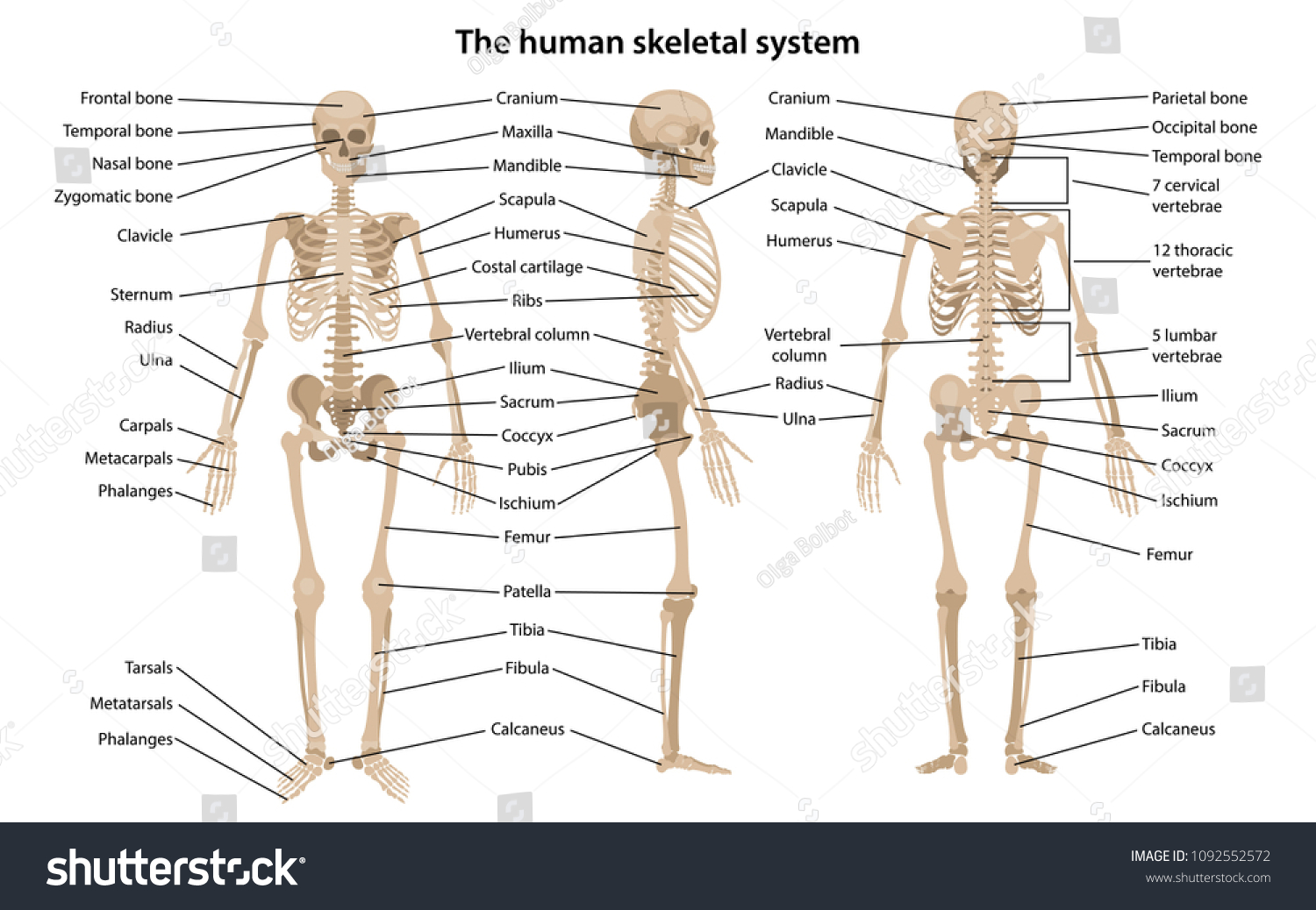 kinesiotherapy